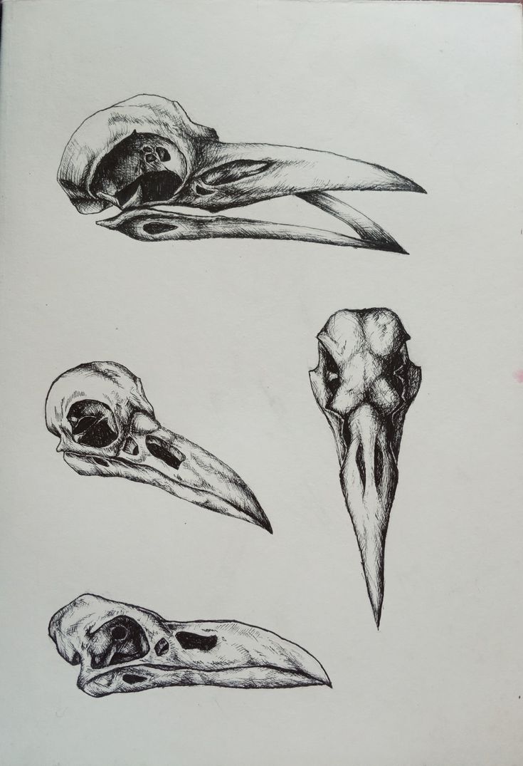 four different types of skulls and beaks are shown in black ink on white paper