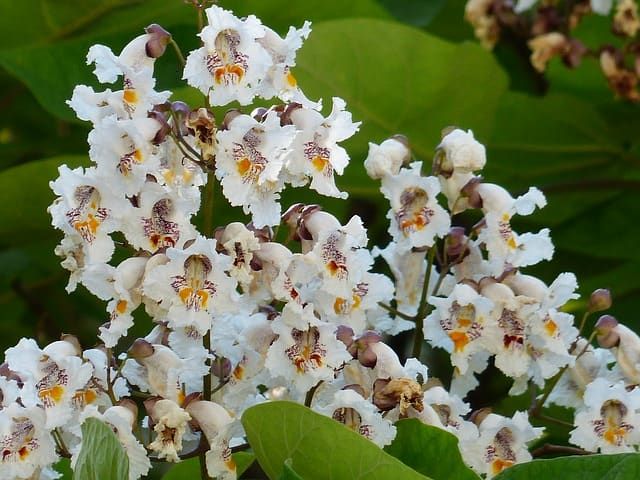 some white flowers and green leaves on a tree