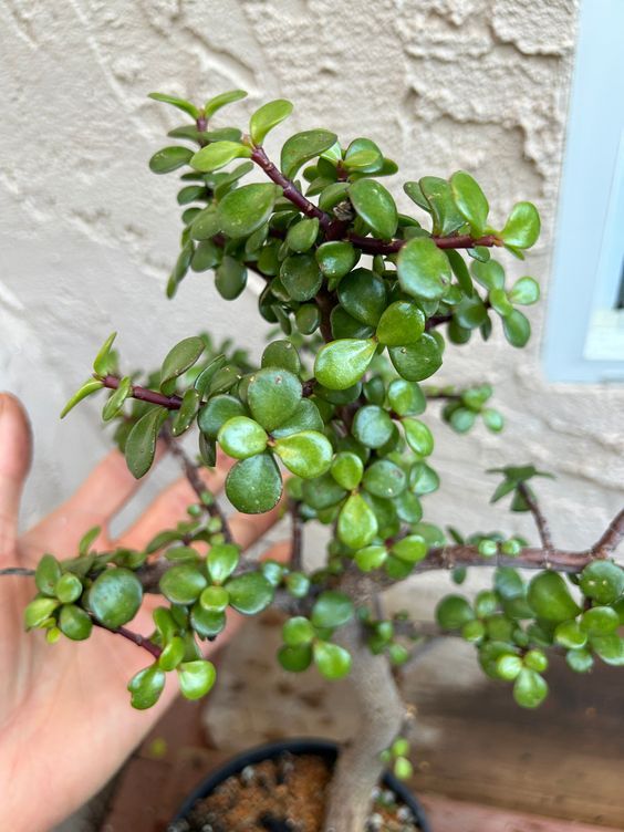 a hand holding a small green plant in front of a white wall and window sill