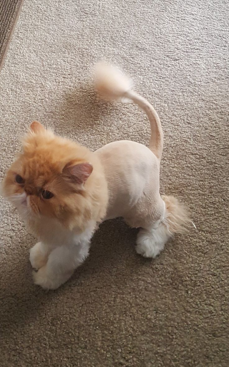 an orange and white cat standing on top of a carpet next to a door way