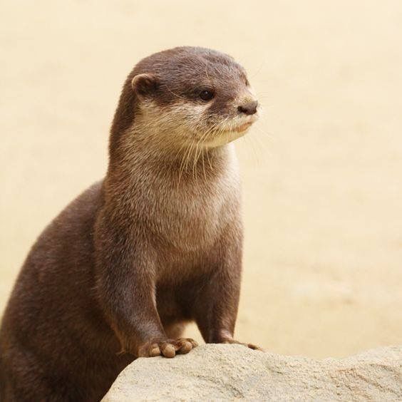 an animal standing on top of a large rock