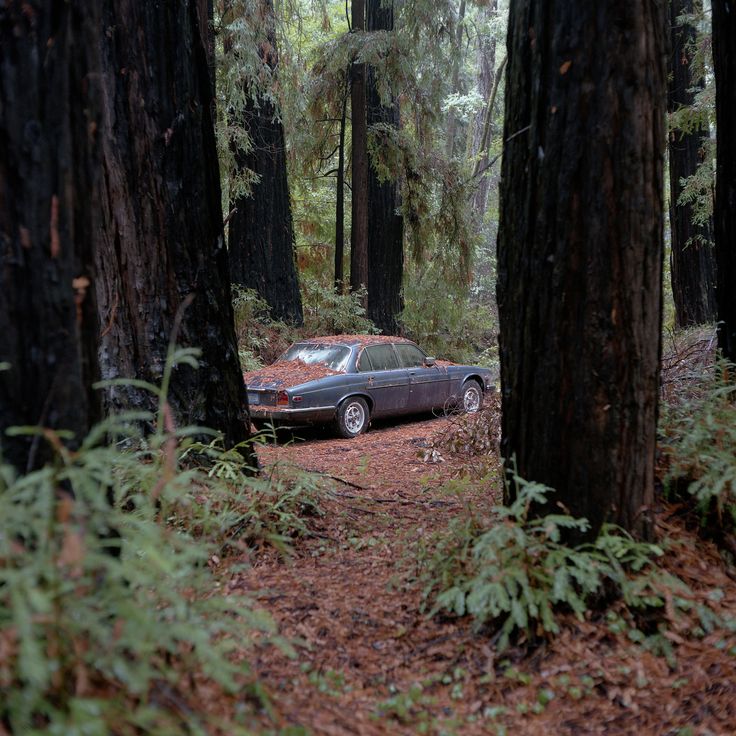 a car parked in the middle of a forest