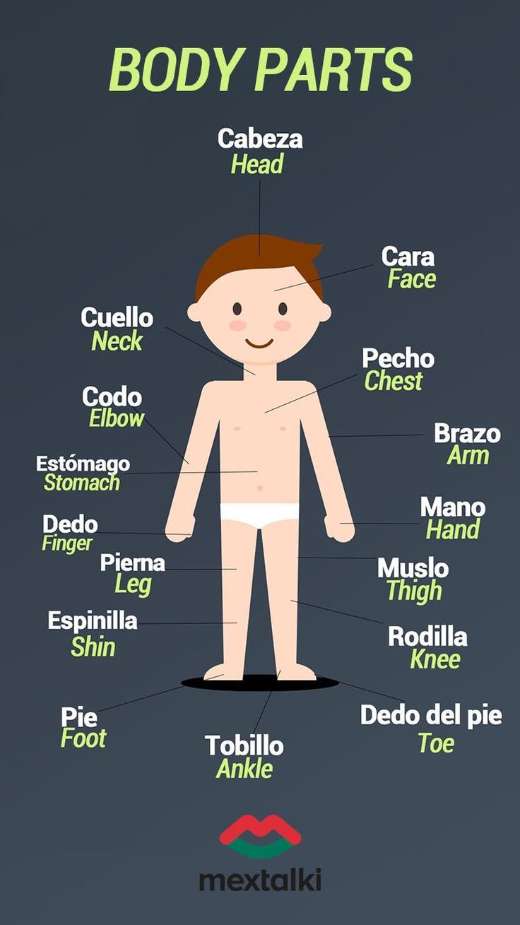 the body parts are labeled in different languages, including words and pictures that describe them