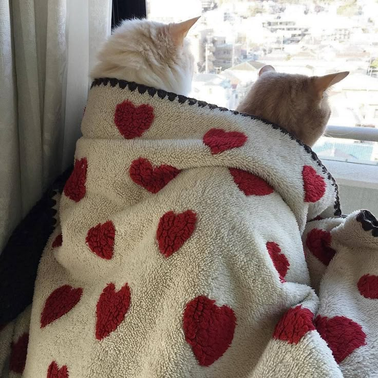 two cats are sitting on the window sill wrapped in blankets with hearts printed on them