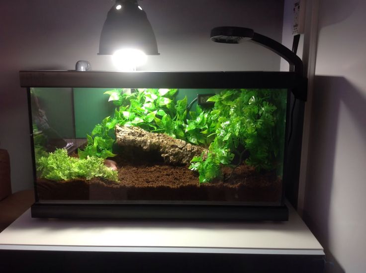 an aquarium filled with plants and rocks in the middle of a room next to a lamp