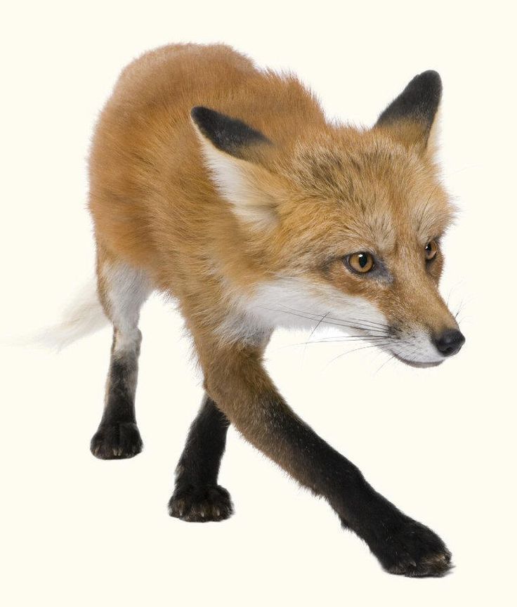 a close up of a small fox on a white background with one foot in the air