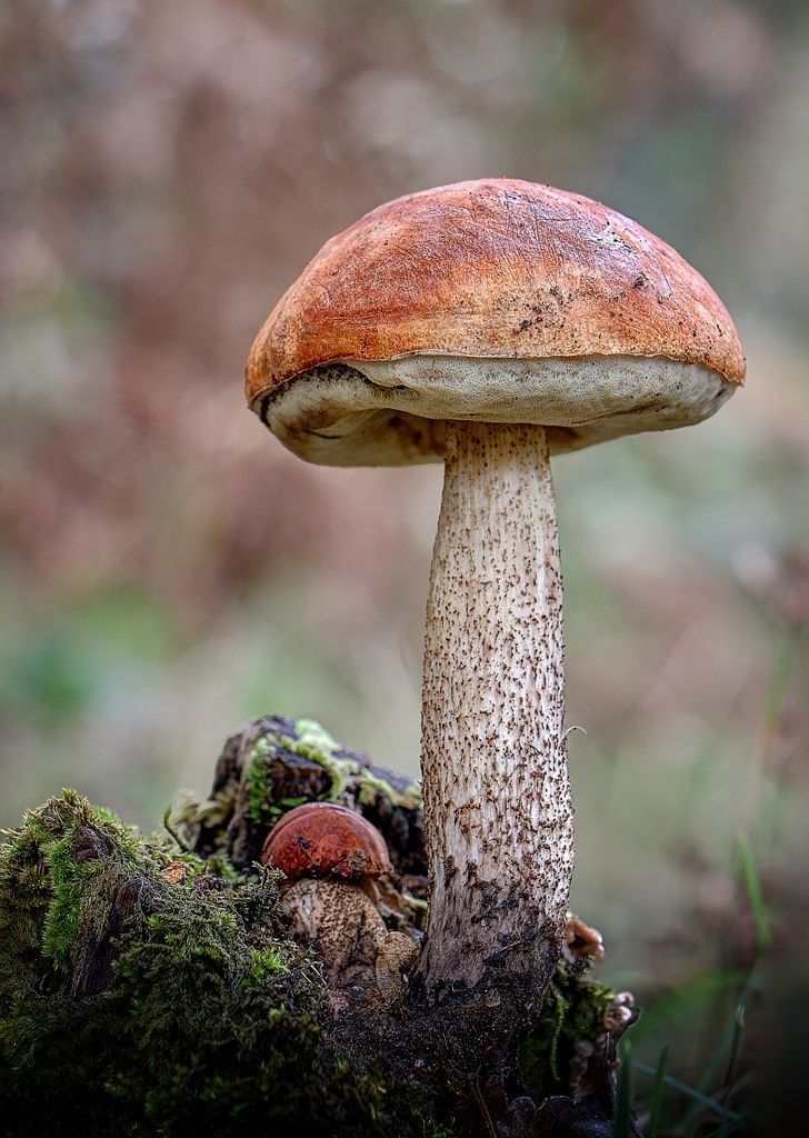 a close up of a mushroom on the ground