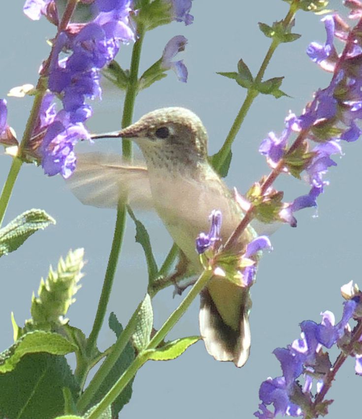 a hummingbird sitting on top of purple flowers