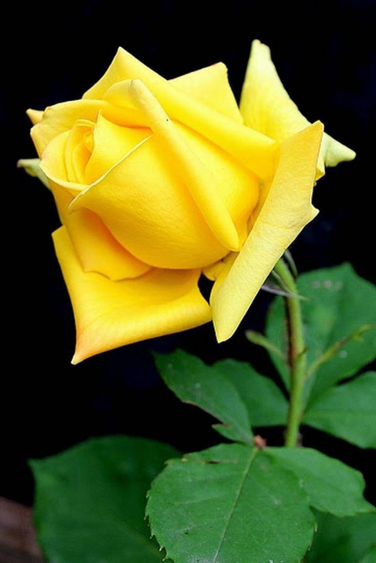 a yellow rose with green leaves in the foreground and a black background behind it