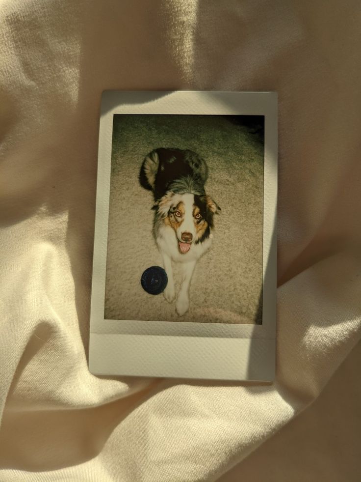 a dog laying on top of a bed covered in white sheets with a black and brown border