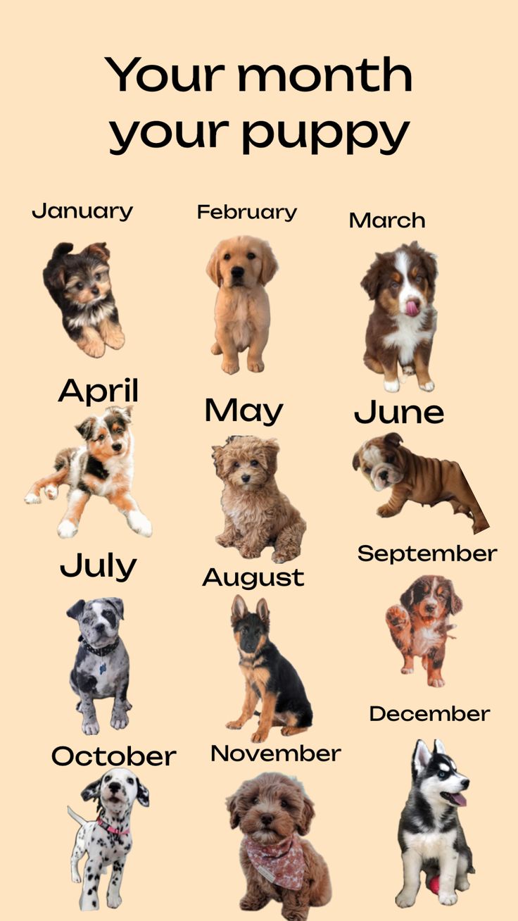 an image of dogs that are in the month of puppies on a beige background