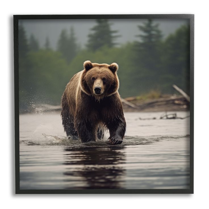 a large brown bear walking across a river