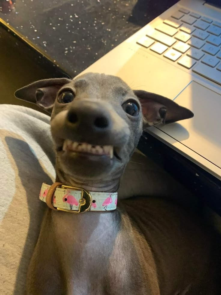 a small dog sitting in front of a laptop computer with its mouth open and it's tongue hanging out