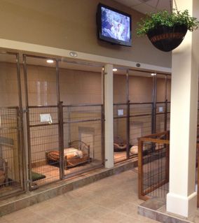 a television mounted to the side of a wall next to caged animals in a room