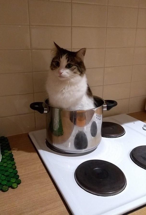 a cat sitting in a pot on top of a stove with the lid down and looking at the camera