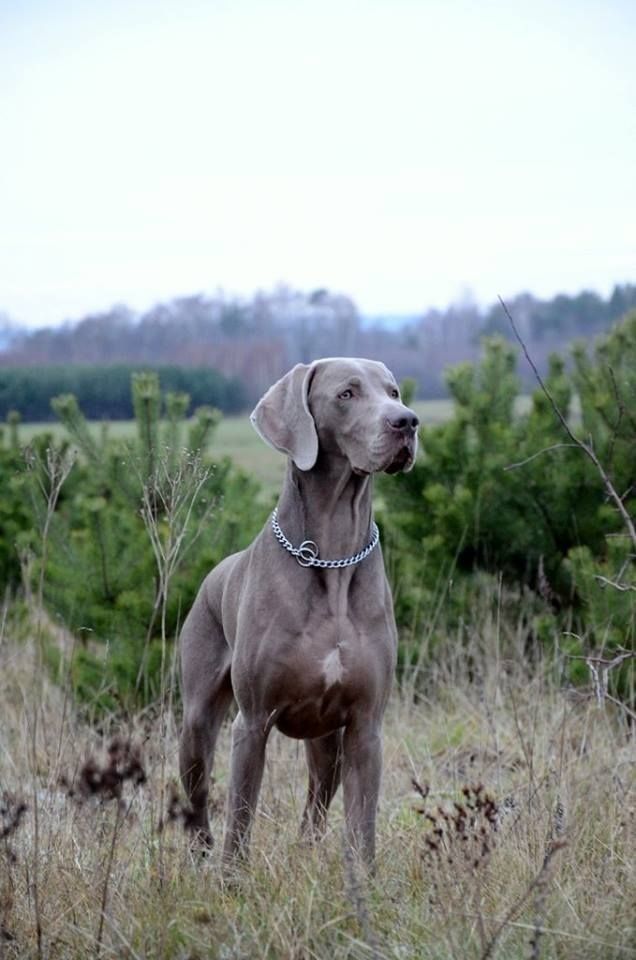 a dog standing in the middle of a field with tall grass and trees behind it