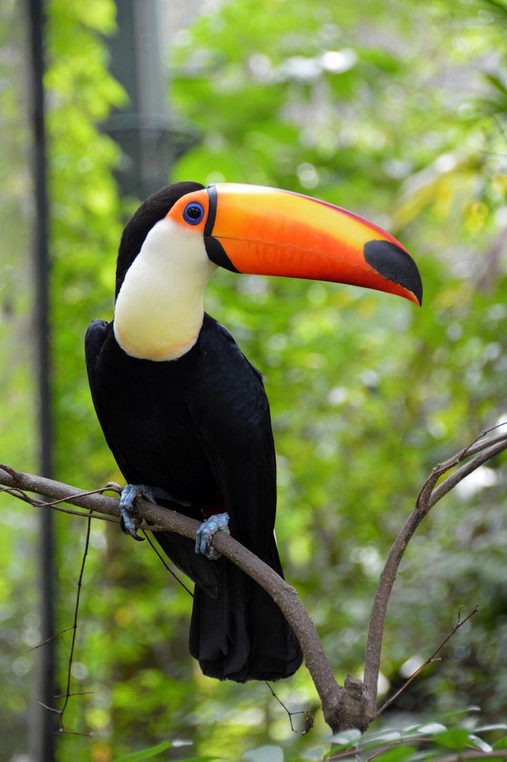 a toucan sitting on a tree branch in the forest