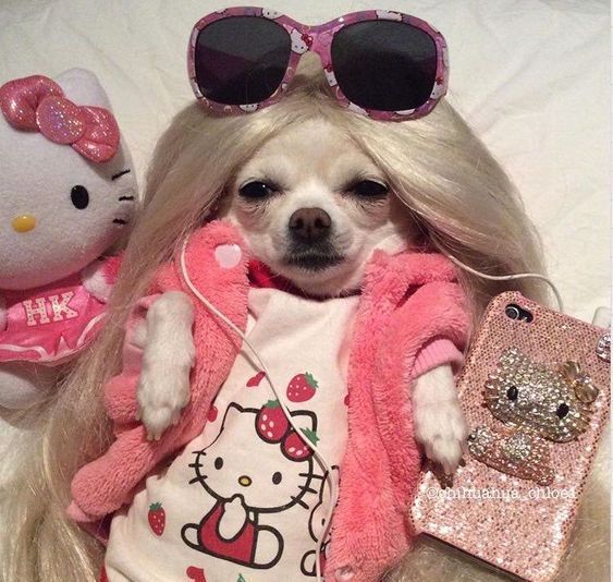 a dog wearing hello kitty clothes and sunglasses laying on top of a bed next to a cell phone