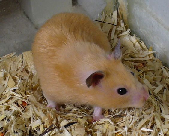 a brown hamster sitting on top of shredded wood