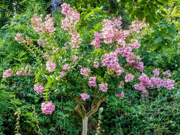 pink flowers are blooming in the garden next to green bushes and trees, along with other plants