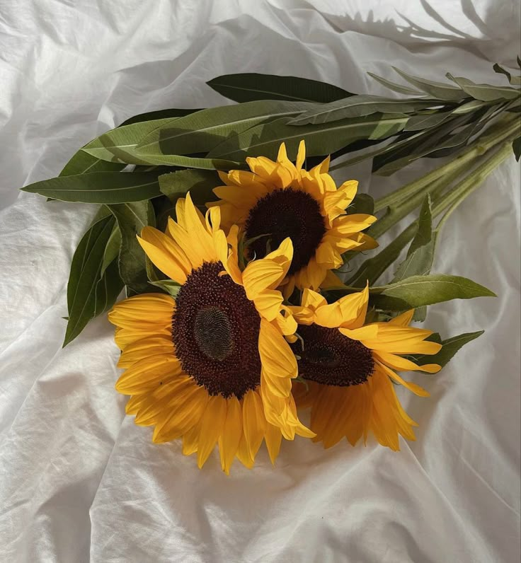 three yellow sunflowers with green leaves on a white sheet