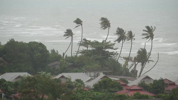 palm trees blowing in the wind on top of houses next to the ocean and beach