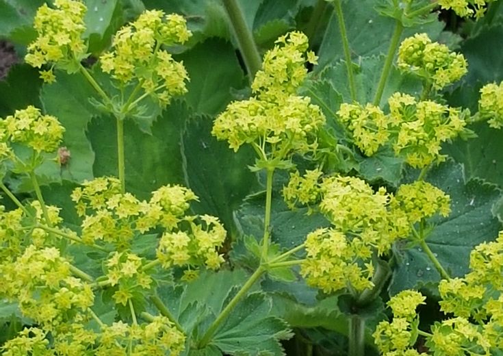 Das Verbreitungsgebiet von Alchemilla glaucescens reicht von Mittelskandinavien im Norden bis nach Süditalien. Östlich dringt er bis ins obere Wolgagebiet vor.

In Deutschland kommt die Art sehr zerstreut vor. Ihr Verbreitungsschwerpunkt liegt im mittleren und südlichen Gebiet.

In Österreich kommt der Bastard-Frauenmantel allgemein zerstreut vor.

In der Schweiz ist die Art vor allem im südlichen Teil relativ verbreitet. Alchemilla Mollis, Different Kinds Of Flowers, Lady's Mantle, Different Types Of Flowers, Healing Plants, Morning Flowers, Perennial Garden, Flowers Online, Good Morning Flowers