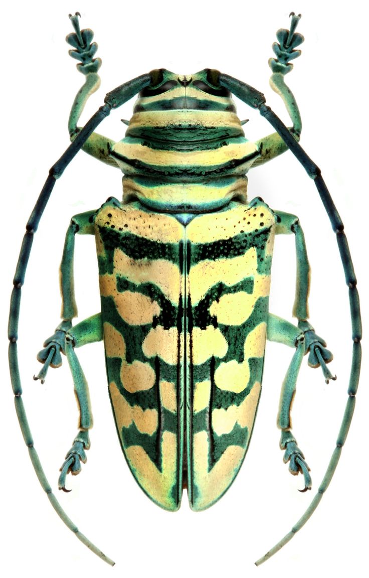 a green and yellow bug with black stripes on it's back legs, sitting in front of a white background