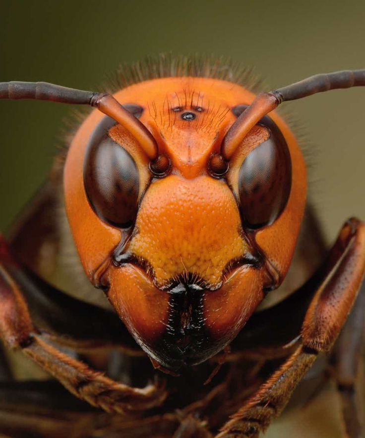 a close up view of the head and eyes of a large orange insect with long antennae