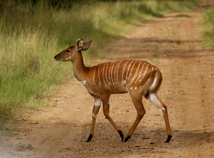 a small deer walking down a dirt road next to tall grass and trees on either side of the road