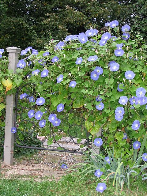 blue flowers growing on the side of a fence