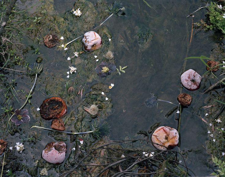 the water is dirty and there are flowers on the ground next to it, as well as dead plants