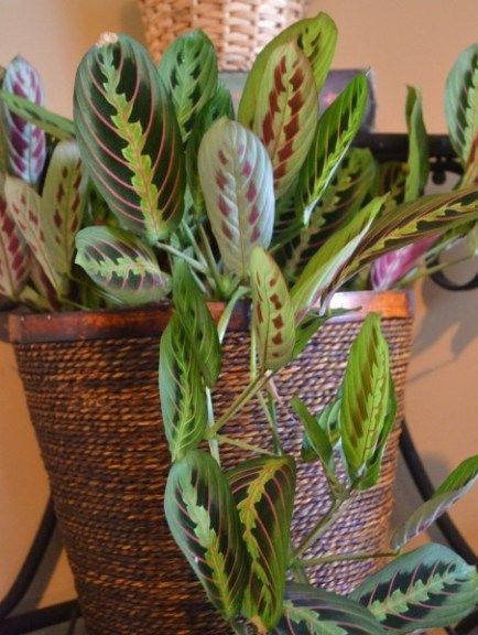 a basket filled with lots of green and red leaves on top of a wooden table