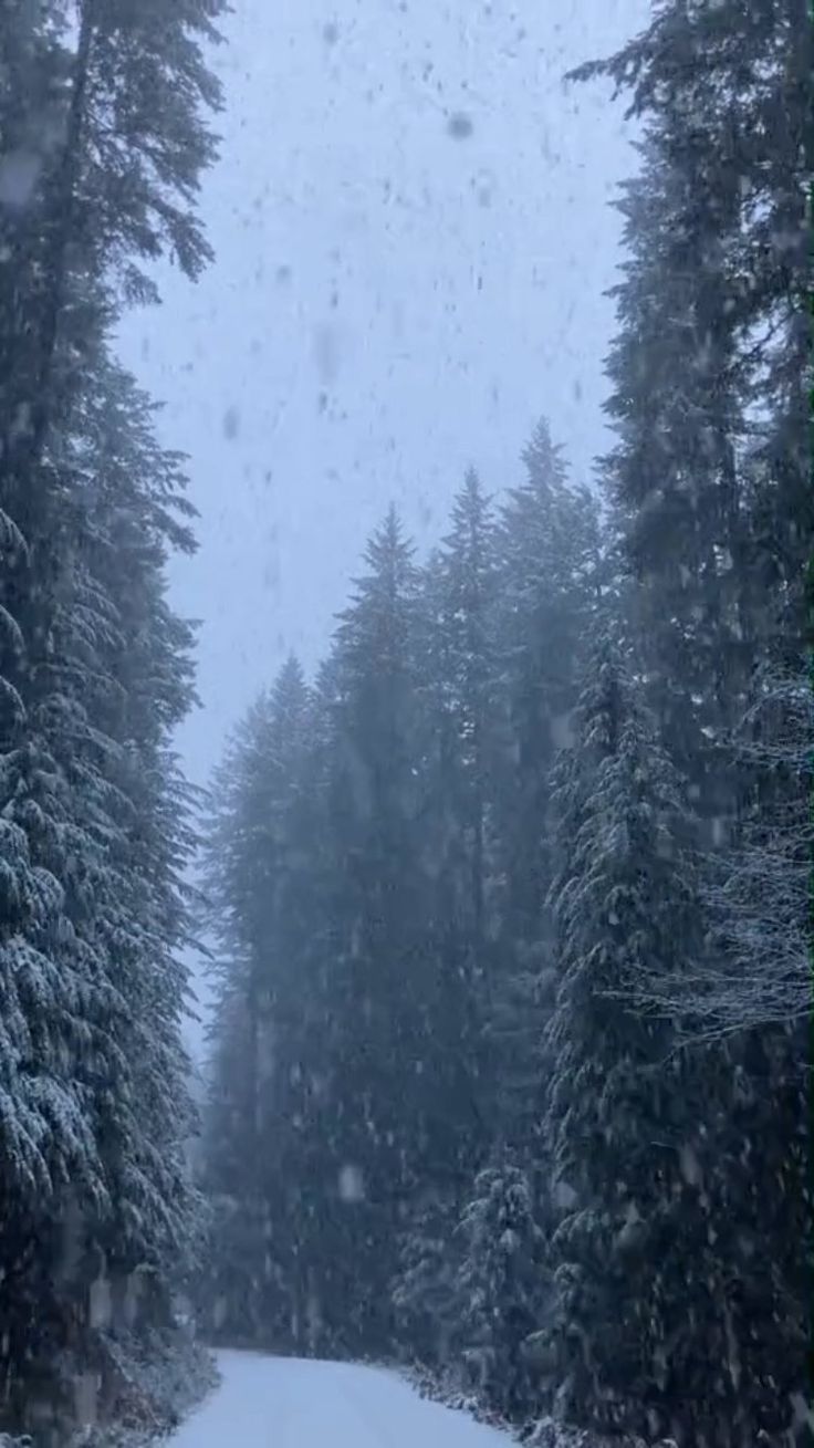 a snow covered road surrounded by tall pine trees in the middle of winter with lots of snow falling on them