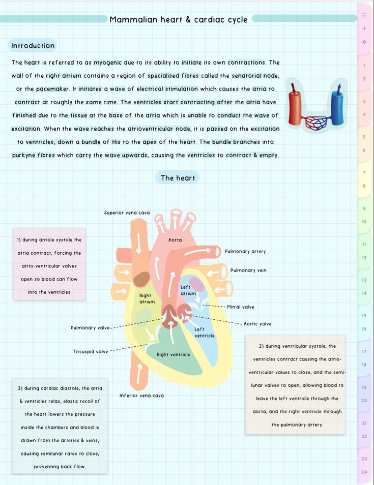 the human heart and cardiolic cycle is shown in this diagram, as well as other