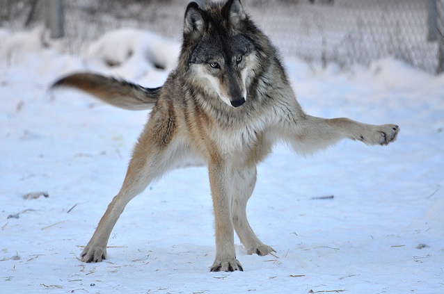 a wolf standing on its hind legs in the snow