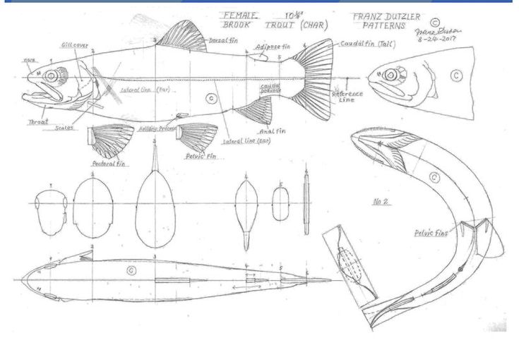 the diagram shows how to make a fish with different shapes and sizes, as well as its