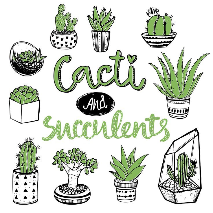 cactus and succulents in pots with the words cacti and succulents