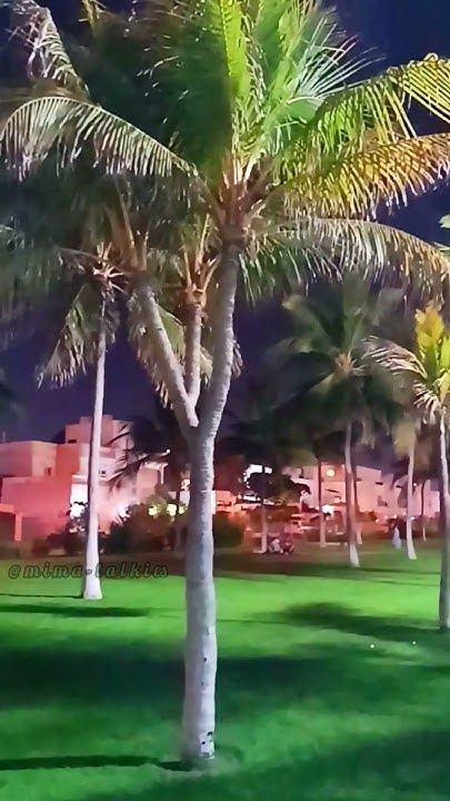 palm trees in front of a building and green grass area at night with lights shining on the buildings