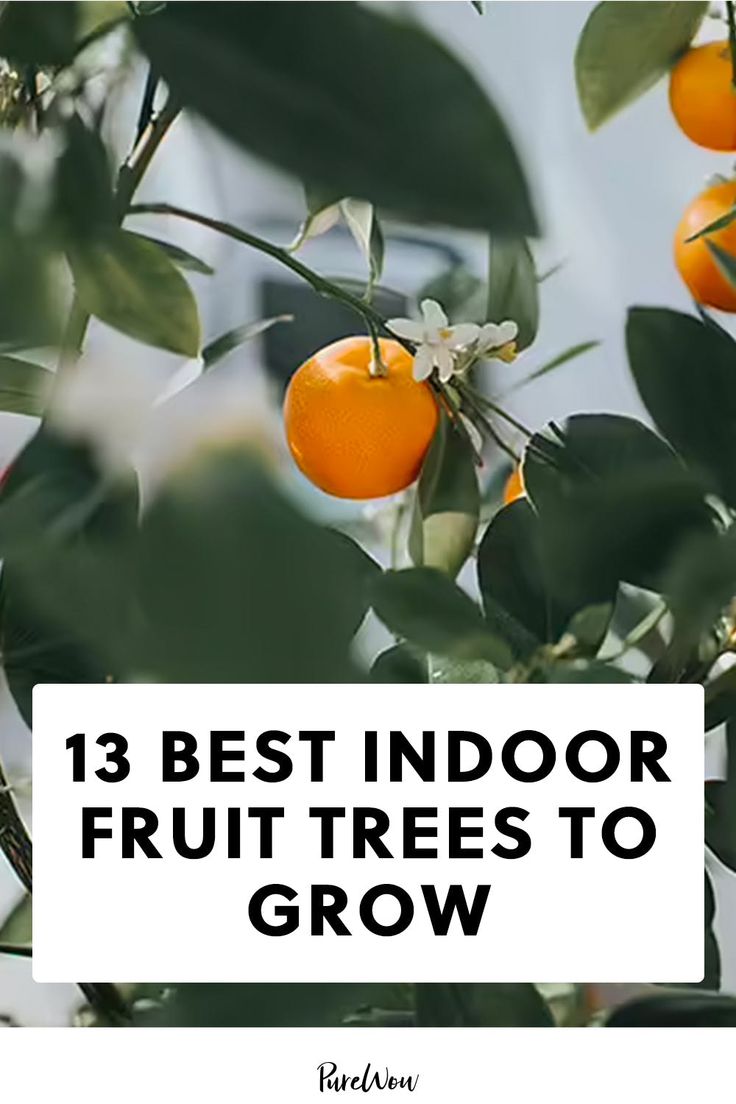 an orange tree with the words 13 best indoor fruit trees to grow