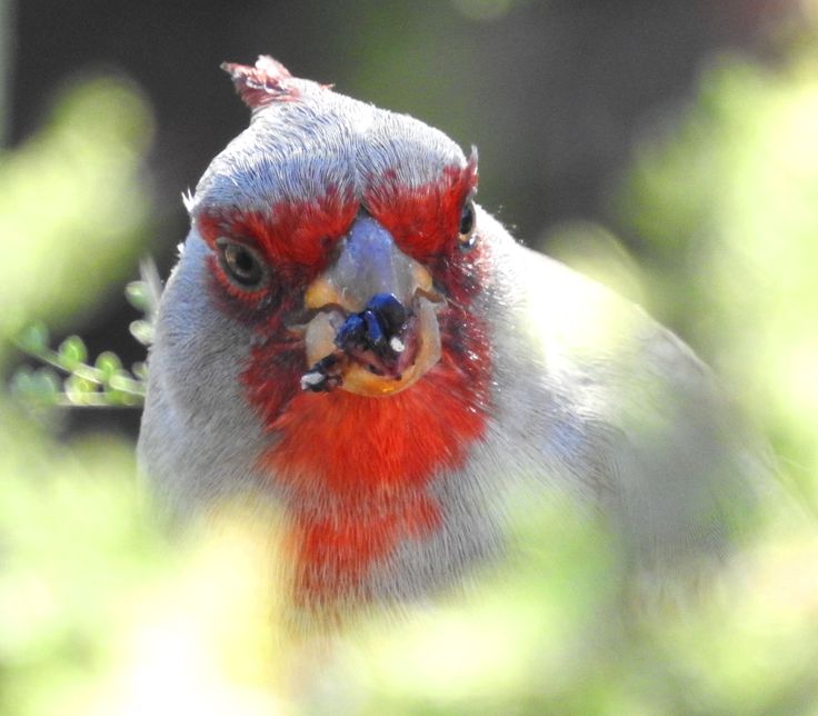 a bird with red and blue feathers sitting on top of a tree branch in front of green leaves