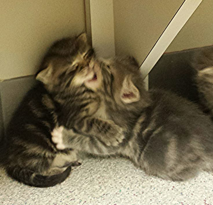 two kittens playing with each other on the floor