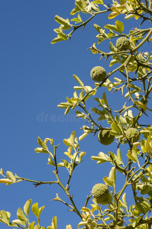 green leaves and buds against a blue sky royalty image