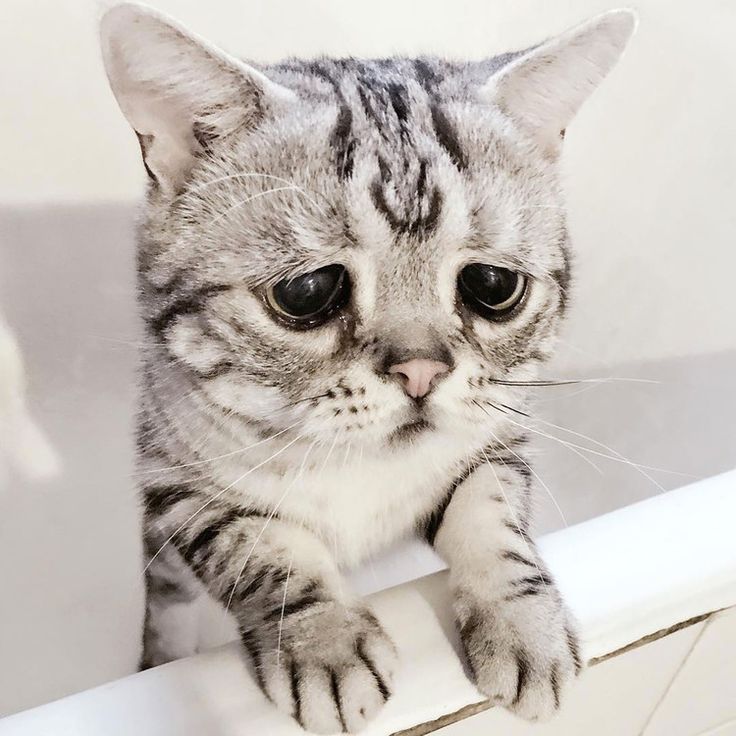 a black and white photo of a cat looking at the camera while sitting on a ledge