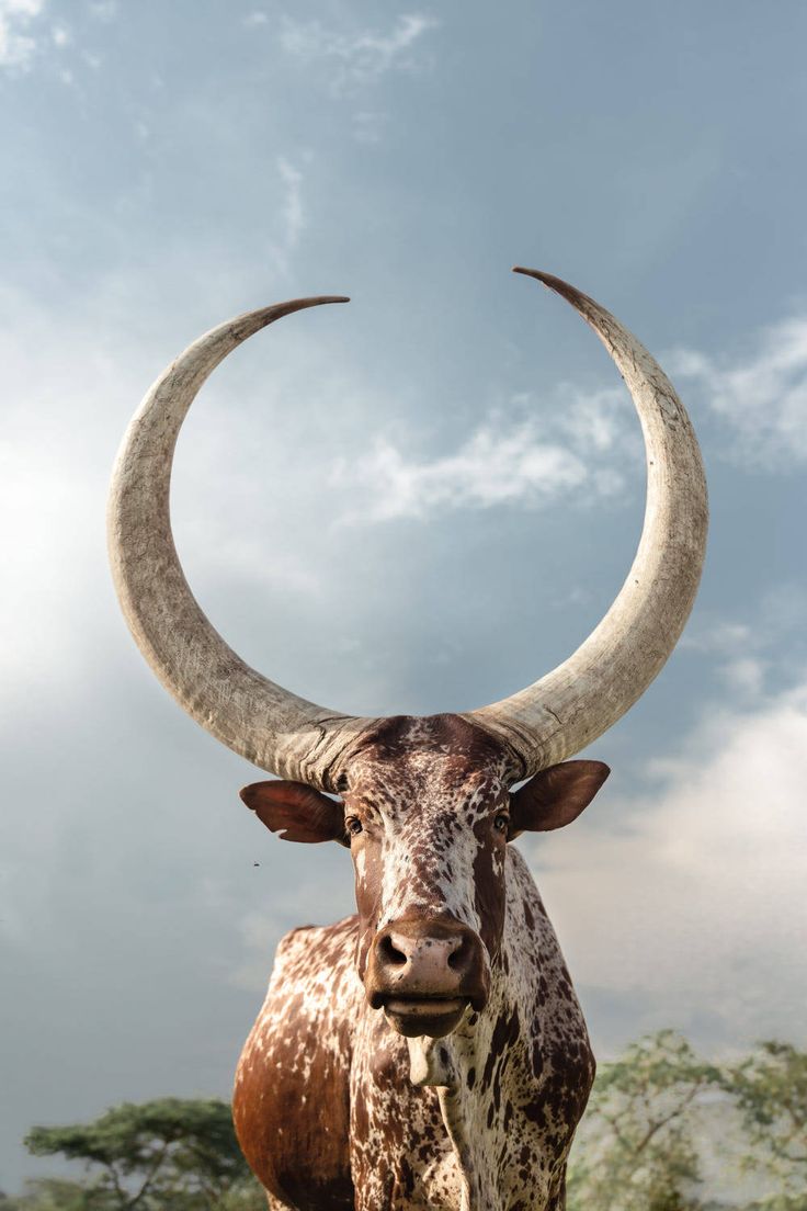 an animal with large horns standing in front of some trees and clouds on a cloudy day