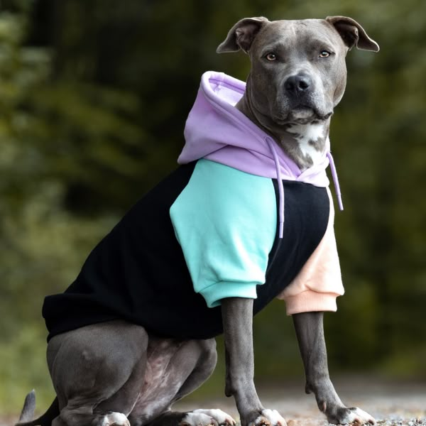 a dog is wearing a hoodie and sitting on the ground in front of some trees