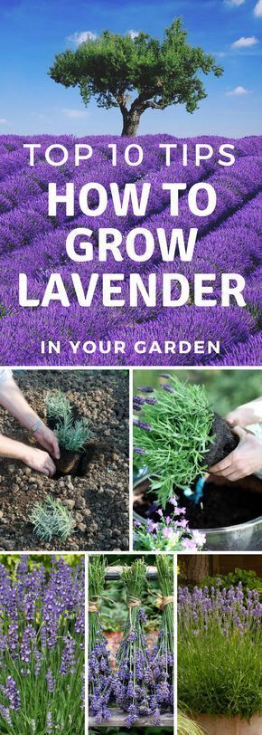 lavender garden with the title top tips how to grow lavender in your garden