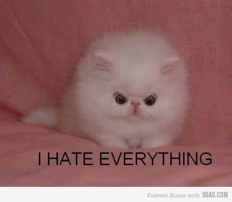 a white cat sitting on top of a pink blanket with the caption i hate everything