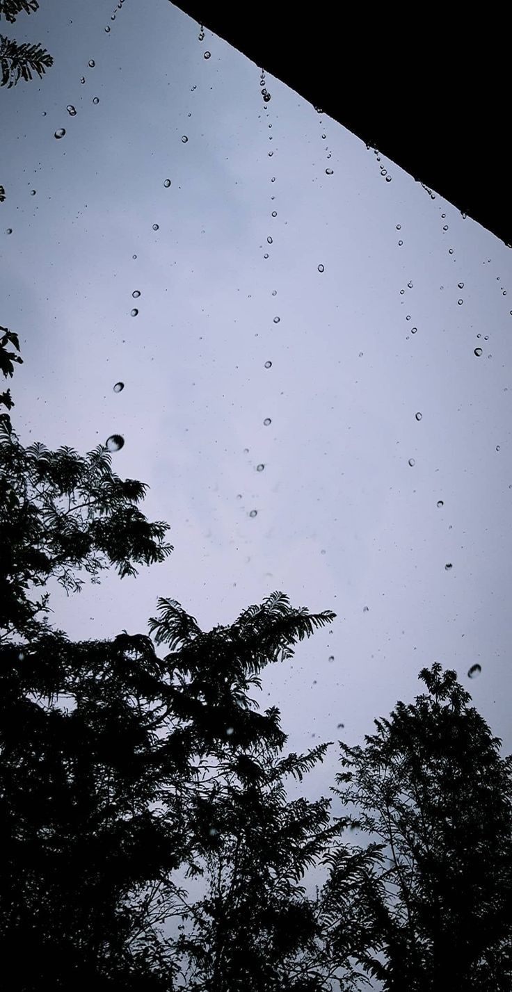 rain drops are falling from the sky above some trees