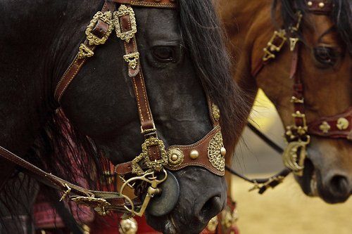 two horses wearing fancy bridles on their heads